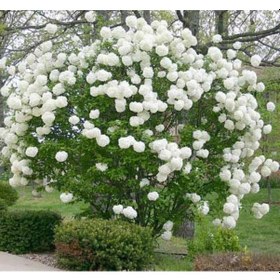 Resim Çınar Kartopu Çiçeği 50 80 Cm Tüplü 