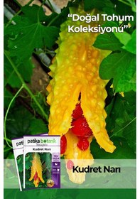 Resim Patika Botanik 5 Adet Kudret Narı Tohumu 