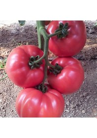 Resim Campari Pembe F1 Domates Fidesi 5 Adet 