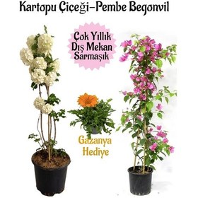 Resim Çok Avantajlı Kartopu Çiçeği 1 Adet +pembe Begonvil 1 Adet+turuncu Gazanya 