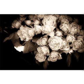 Resim Koyu Renk Zemin Üzerinde Beyaz Güller Duvar Kağıdı 