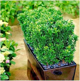 Resim Yeşil Sütun Taflan Green Rocket 3 Adet 