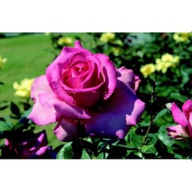 Resim 2 Yaş İthal Esmeralda Gül Fidanı 