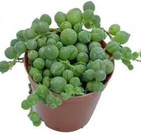 Resim Tesbih Çiçeği [İnci Tanesi] Senecio Rowleyanus 