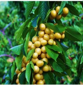 Resim 3 Yaş Aşılı Starksgold Tozlayıcı Kiraz Fidanı 