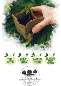 Resim 2 Çeşit Karışık Meyve Fidanı Kırmızı Elma Ve Badem 