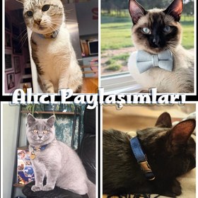 Resim Cat Collar Velvet Named Bell Cat Collar 649724 - Light Green Collar / L 