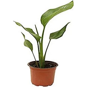 Resim Mini Saksıda Starliçe Cennet Kuşu Çiçeği 15-25 Cm 