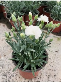 Resim Farklı Renklerde Rengarenk Karanfil Çiçeği 4 Adet Saksılı Avantajlı Ürün 15-25cm 