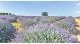 Resim Saksılı Lavanta Fidanı 1 Adet 30-40 Cm (Lavandula Intermedia) 