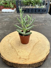Resim Crassula Mesembryanthemoides Succulent Tüylü Çiçek Açan Sukulent Saksı Hediyeli 