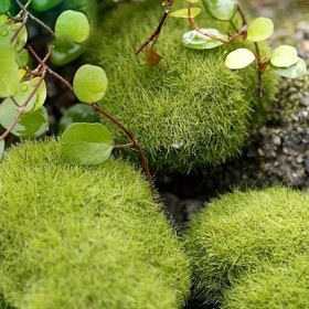 Resim 10 Adet Gerçekçi Yapay Yosun Topları - Canlı Yeşil, Gerçekçi Dokulu, DIY Peri Bahçeleri, Akvaryumlar & Dış Mekan Süslemeleri İçin Mükemmel - Bakım Gerektirmez, Pil Gerektirmez 