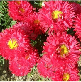Resim Ponpon Kırmızı Aster Çiçeği Tohumu 50 Tohum 