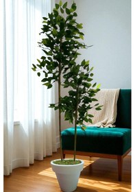 Resim 150 Cm Benjamin 2 Çubuklu Beyaz Plastik Saksı Yeşil 