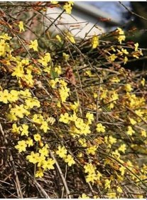 Resim Videolu Çalı Yasemin Sarı Yasemin Fidanı (80-120 Cm) 1 Adet Tüplü Jasminum Nudiflorum 