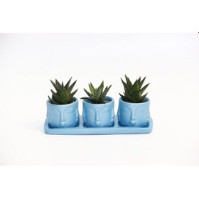 Resim Trio Mavi Adler Sukulent Seti - Haworthia Limifolia. Pumila 