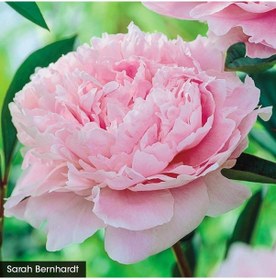 Resim Peonies Festiva Maxima Pink Şakayık Çiçeği Yumrusu-rizomu 1 Adet N11.24737 