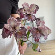 Resim 1 Dal Zarif Bej ve Mor Taç Yapraklı Suni İris Çiçeği - Gerçekistik PU/EVA Sentetiki Tomurcuklar, Sağlam Gövde & Yeşillendirilmiş Dallarla Canlandırılmış Taklit Iri Bitkisi Ev, Şükran Sofrası, Ýaşlama Partileri, ýylbaşy Süslemelerine Uygundyr (Bakım Talep Etmez) – Sevgiller gününde Noel’de, ýeni yılda Halloween'dä we Hergün Ulanylyp Bilner Batareya Elektrik Talebi Edmez Dayanç Plastig Materialy Ýumuşag Pastel şekillerinde Bezeglek çaqalary 