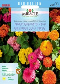 Resim Miracle Karışık Kaliforniya Zinya Kirli Hanım Çiçeği Tohumu 50 T 