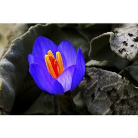 Resim Mavi Renk Kardelen Çiçegk Soganı 5 Adet 