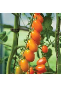 Resim Nova Grape Domates Tohumu 15 Tohum 1 Set 