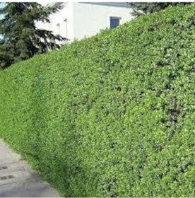 Resim Ligustrum Kurtbağrı 100 Adet - Çit Bitkisi 