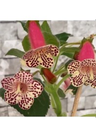 Resim Özel Çeşit Rf's 3 Kohleria Çiçeği Fidesi Kohleria Japon Küpelisi Çiçeği Fidesi Mini Potta 