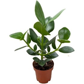 Resim Clusia Rosea İmza Çiçeği 