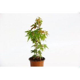 Resim Bonsai Japon Akçaağacı Acer Palmatum 5 Adet 
