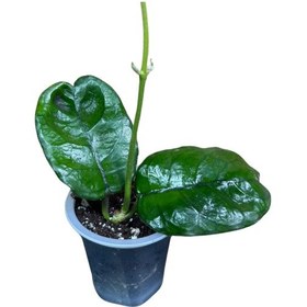 Resim Hoya Villosa Mum Çiçeği 