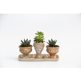 Resim TRİO HELEN ORANGE SUKULENT SETİ - Haworthia Pumila, Echeveria 