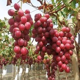 Resim Tüplü Sofralık İri Taneli Kırmızı Globe Üzüm Fidanı 