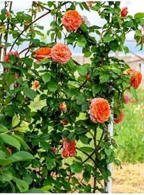Resim Videolu Sarmaşık Gül Turuncu Renkli(60 80 Cm)1 Adet Saksılı Aşılı Gül Orange Rose 
