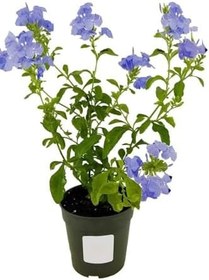 Resim Canlı Mavi Yasemin Çiçeği 1 Adet Saksılı 30-60Cm +Yaprak Güzeli Çiçeği 