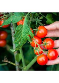 Resim Çeri Domates Tohumu Cherry Domates Tohumu 1000 Adet Tohum 