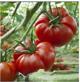 Resim Yerli Marmande Domatesi Tohumu / 25+ Tohum 