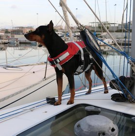 Resim COMFY KÖPEK CAN YELEĞİ , 40-80kg, XL,KIRM. 