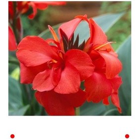 Resim Kırmızı Tesbih Çiçeği Canna Tohumu 1 Adet 