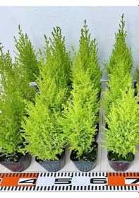 Resim Fomlu Kokulu Limon Servi Fidanı Tüplü 10 Adet 15-25cm Dış Mekan Ağacı 