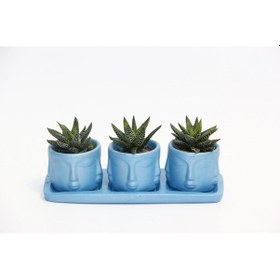 Resim TRİO MAVİ ADLER SUKULENT SETİ - Haworthia Pumila 