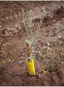 Resim Videolu Arbequina Bodur Zeytin Fidanı(30 60 Cm) 6 Adet Tüplü Zeytin Fidanı Olive Sapling 