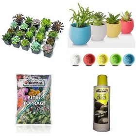 Resim Sukulent Başlangıç Seti / 10 Bitki- Saksı-toprak-bitki Besini 