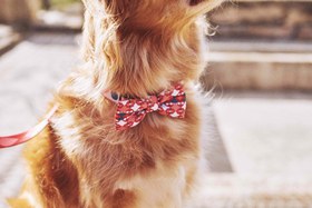 Resim Zee.Dog - Same Papyon - S 