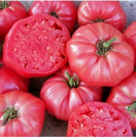 Resim Ata Tohumları Kahvaltılık Sofralık Ege Pembesi Domatesi Tohumu 20 Tohum 