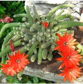 Resim Yılan Kaktüs Chamaecereus Silvestris 