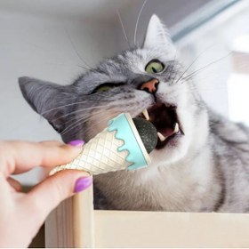 Resim neararsanbizden DONDURMA ŞEKLİNDE KEDİ NANESİ KEDİ OTU 