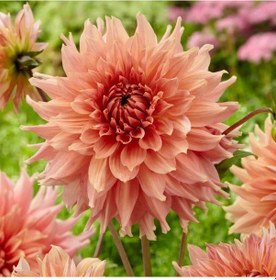 Resim Somon Renk Fairway Spur Dahlia Yıldız Çiçeği Yumrusu (1 Adet) 