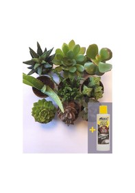 Resim 905b - 9'lu Sukulent Seti Ve Sukulent Besini 225 Ml 