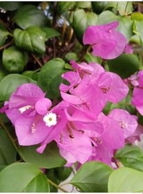 Resim Videolu 2 Adet Pembe Sarılıcı Begonvil Çiçeği Fidanı 60-90 Cm Saksılı Çiçekli Bodur Bougainvillea 