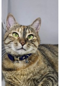 Resim Ayarlanabilir - Sesli Zilli- Lacivert Kedi Tasması 12 Farklı Renk Seçeneği -kedi Boyun Tasması 